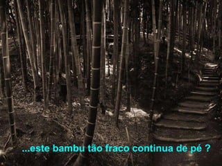 ...este bambu tão fraco continua de pé ? 