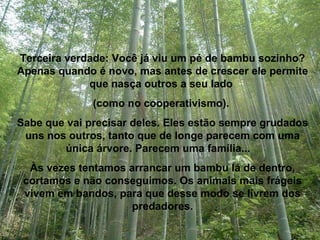 Terceira verdade: Você já viu um pé de bambu sozinho? Apenas quando é novo, mas antes de crescer ele permite que nasça outros a seu lado  (como no cooperativismo).  Sabe que vai precisar deles. Eles estão sempre grudados uns nos outros, tanto que de longe parecem com uma única árvore. Parecem uma família...  Às vezes tentamos arrancar um bambu lá de dentro, cortamos e não conseguimos. Os animais mais frágeis vivem em bandos, para que desse modo se livrem dos predadores. 
