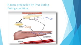 Ketone production by liver during
fasting condition:
 