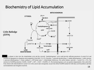 Biochemistry of Lipid Accumulation
Colin Ratledge
(2004)
18
 