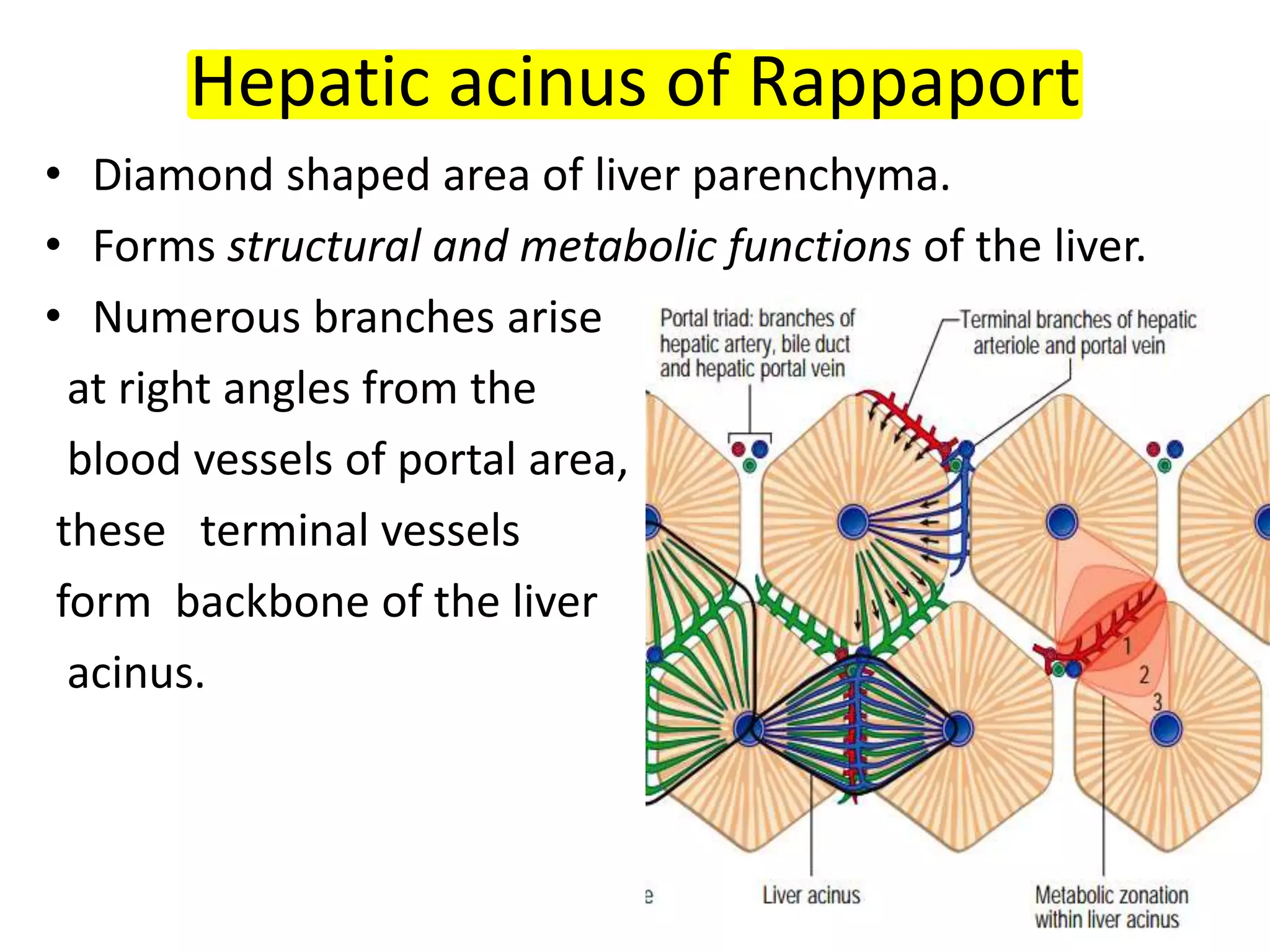 Lorne Rappaport assigment Histology (B3)-Reduced-Reduced.pdf