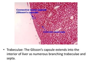 Glisson assigment Histology (B3)-Reduced-Reduced.pdf