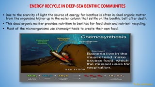  Due to the scarcity of light the source of energy for benthos is often in dead organic matter
from the organisms higher up in the water column that settle on the benthic belt after death.
 This dead organic matter provides nutrition to benthos for food chain and nutrient recycling.
 Most of the microorganisms use chemosynthesis to create their own food.
To be continued...
 