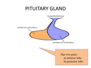 PITUITARY GLAND




             Has two parts :
               a) anterior lobe
               b) posterior lobe
 