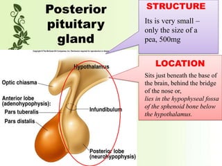 Posterior   STRUCTURE

pituitary   Its is very small –
            only the size of a
 gland      pea, 500mg


                LOCATION
            Sits just beneath the base of
            the brain, behind the bridge
            of the nose or,
            lies in the hypophyseal fossa
            of the sphenoid bone below
            the hypothalamus.
 