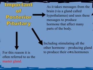 As it takes messages from the
                            brain (via a gland called
                            hypothalamus) and uses these
                            messages to produce
                            hormone that affect many
                            parts of the body.



                           Including stimulating all the
                           other hormone – producing gland
For this reason it is                        •
                           to produce their own. hormones
often referred to as the
master gland.
 