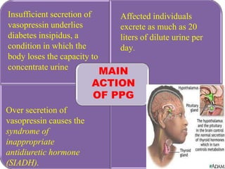 Insufficient secretion of    Affected individuals
vasopressin underlies        excrete as much as 20
diabetes insipidus, a        liters of dilute urine per
condition in which the       day.
body loses the capacity to
concentrate urine
                          MAIN
                         ACTION
                         OF PPG
Over secretion of
vasopressin causes the
syndrome of
inappropriate
antidiuretic hormone
(SIADH).
 