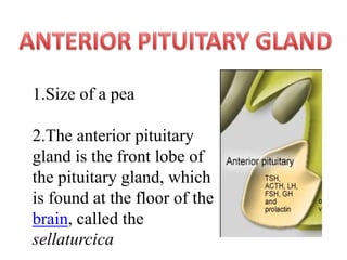 1.Size of a pea

2.The anterior pituitary
gland is the front lobe of
the pituitary gland, which
is found at the floor of the
brain, called the
sellaturcica
 