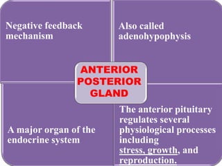 Negative feedback      Also called
mechanism              adenohypophysis


               ANTERIOR
               POSTERIOR
                 GLAND
                       The anterior pituitary
                       regulates several
A major organ of the   physiological processes
endocrine system       including
                       stress, growth, and
                       reproduction.
 