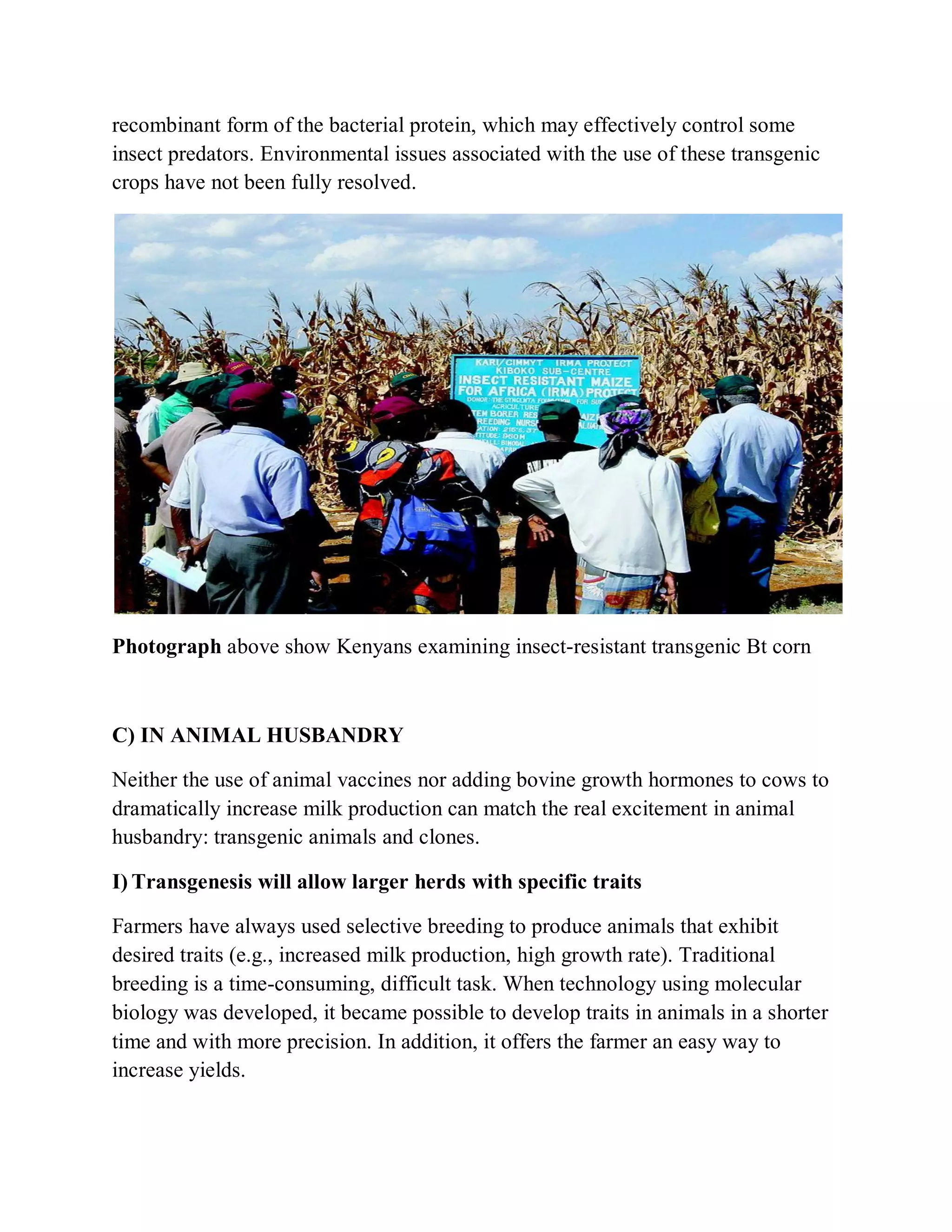 recombinant form of the bacterial protein, which may effectively control some
insect predators. Environmental issues associated with the use of these transgenic
crops have not been fully resolved.

Photograph above show Kenyans examining insect-resistant transgenic Bt corn

C) IN ANIMAL HUSBANDRY
Neither the use of animal vaccines nor adding bovine growth hormones to cows to
dramatically increase milk production can match the real excitement in animal
husbandry: transgenic animals and clones.
I) Transgenesis will allow larger herds with specific traits
Farmers have always used selective breeding to produce animals that exhibit
desired traits (e.g., increased milk production, high growth rate). Traditional
breeding is a time-consuming, difficult task. When technology using molecular
biology was developed, it became possible to develop traits in animals in a shorter
time and with more precision. In addition, it offers the farmer an easy way to
increase yields.

 