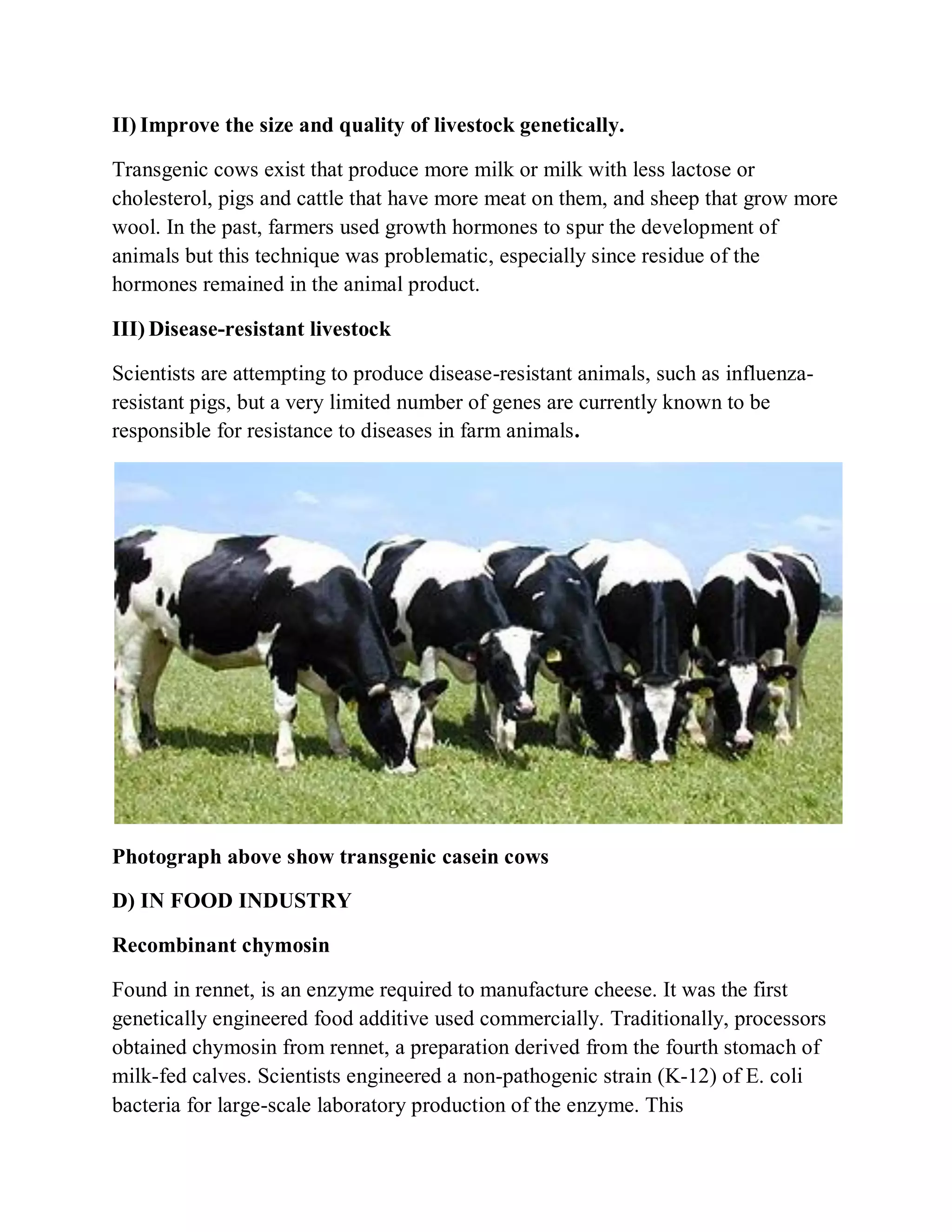II) Improve the size and quality of livestock genetically.
Transgenic cows exist that produce more milk or milk with less lactose or
cholesterol, pigs and cattle that have more meat on them, and sheep that grow more
wool. In the past, farmers used growth hormones to spur the development of
animals but this technique was problematic, especially since residue of the
hormones remained in the animal product.
III) Disease-resistant livestock
Scientists are attempting to produce disease-resistant animals, such as influenzaresistant pigs, but a very limited number of genes are currently known to be
responsible for resistance to diseases in farm animals.

Photograph above show transgenic casein cows
D) IN FOOD INDUSTRY
Recombinant chymosin
Found in rennet, is an enzyme required to manufacture cheese. It was the first
genetically engineered food additive used commercially. Traditionally, processors
obtained chymosin from rennet, a preparation derived from the fourth stomach of
milk-fed calves. Scientists engineered a non-pathogenic strain (K-12) of E. coli
bacteria for large-scale laboratory production of the enzyme. This

 