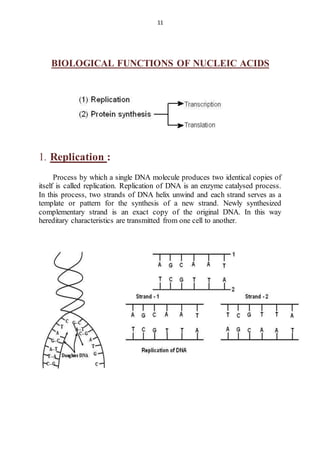 11 
BIOLOGICAL FUNCTIONS OF NUCLEIC ACIDS 
1. Replication : 
Process by which a single DNA molecule produces two identical copies of 
itself is called replication. Replication of DNA is an enzyme catalysed process. 
In this process, two strands of DNA helix unwind and each strand serves as a 
template or pattern for the synthesis of a new strand. Newly synthesized 
complementary strand is an exact copy of the original DNA. In this way 
hereditary characteristics are transmitted from one cell to another. 
 