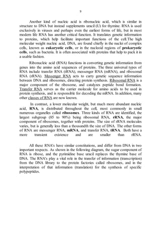 9 
Another kind of nucleic acid is ribonucleic acid, which is similar in 
structure to DNA but instead supplements uracil (U) for thymine. RNA is used 
exclusively in viruses and perhaps even the earliest forms of life, but in most 
modern life RNA has another critical function. It translates genetic information 
to proteins, which help facilitate important functions of the cell.The high 
molecular weight nucleic acid, DNA, are found chiefly in the nuclei of complex 
cells, known as eukaryotic cells, or in the nucleoid regions of prokaryotic 
cells, such as bacteria. It is often associated with proteins that help to pack it in 
a usable fashion. 
Ribonucleic acid (RNA) functions in converting genetic information from 
genes into the amino acid sequences of proteins. The three universal types of 
RNA include transfer RNA (tRNA), messenger RNA (mRNA), and ribosomal 
RNA (rRNA). Messenger RNA acts to carry genetic sequence information 
between DNA and ribosomes, directing protein synthesis. Ribosomal RNA is a 
major component of the ribosome, and catalyzes peptide bond formation. 
Transfer RNA serves as the carrier molecule for amino acids to be used in 
protein synthesis, and is responsible for decoding the mRNA. In addition, many 
other classes of RNA are now known. 
In contrast, a lower molecular weight, but much more abundant nucleic 
acid, RNA, is distributed throughout the cell, most commonly in small 
numerous organelles called ribosomes. Three kinds of RNA are identified, the 
largest subgroup (85 to 90%) being ribosomal RNA, rRNA, the major 
component of ribosomes, together with proteins. The size of rRNA molecules 
varies, but is generally less than a thousandth the size of DNA. The other forms 
of RNA are messenger RNA, mRNA, and transfer RNA, tRNA. Both have a 
more transient existence and are smaller than rRNA. 
All these RNA's have similar constitutions, and differ from DNA in two 
important respects. As shown in the following diagram, the sugar component of 
RNA is ribose, and the pyrimidine base uracil replaces the thymine base of 
DNA. The RNA's play a vital role in the transfer of information (transcription) 
from the DNA library to the protein factories called ribosomes, and in the 
interpretation of that information (translation) for the synthesis of specific 
polypeptides. 
 