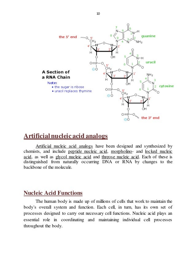 Biological functions of Nucleic Acids