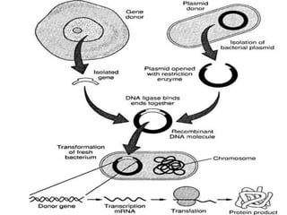Production of Recombinant Pharmaceuticals | PPTX