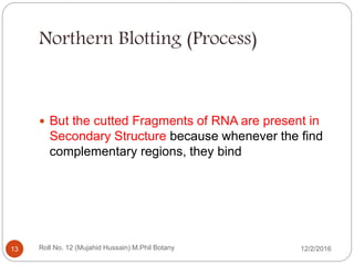 Northern Blotting (Process)
 But the cutted Fragments of RNA are present in
Secondary Structure because whenever the find
complementary regions, they bind
Roll No. 12 (Mujahid Hussain) M.Phil Botany13 12/2/2016
 