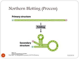 Northern Blotting (Process)
Roll No. 12 (Mujahid Hussain) M.Phil Botany14 12/2/2016
 