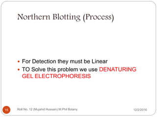 Northern Blotting (Process)
 For Detection they must be Linear
 TO Solve this problem we use DENATURING
GEL ELECTROPHORESIS
Roll No. 12 (Mujahid Hussain) M.Phil Botany15 12/2/2016
 