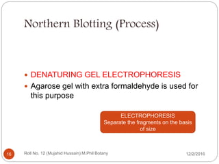 Northern Blotting (Process)
 DENATURING GEL ELECTROPHORESIS
 Agarose gel with extra formaldehyde is used for
this purpose
DENATURING GEL
ELECTROPHORESIS
Separate the fragments on the basis
of size
And linear the RNA
Roll No. 12 (Mujahid Hussain) M.Phil Botany16 12/2/2016
 