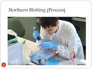 Northern Blotting (Process)
Roll No. 12 (Mujahid Hussain) M.Phil Botany20 12/2/2016
 