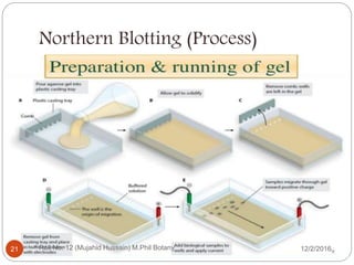 Northern Blotting (Process)
Roll No. 12 (Mujahid Hussain) M.Phil Botany21 12/2/2016
 