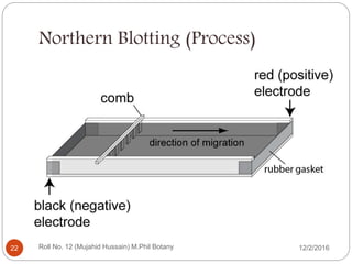 Northern Blotting (Process)
Roll No. 12 (Mujahid Hussain) M.Phil Botany22 12/2/2016
 