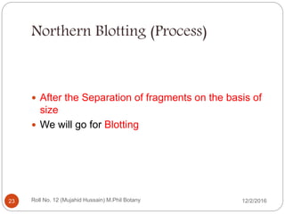 Northern Blotting (Process)
 After the Separation of fragments on the basis of
size
 We will go for Blotting
Roll No. 12 (Mujahid Hussain) M.Phil Botany23 12/2/2016
 
