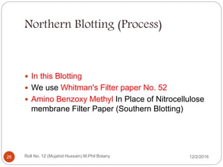 Northern Blotting (Process)
 In this Blotting
 We use Whitman's Filter paper No. 52
 Amino Benzoxy Methyl In Place of Nitrocellulose
membrane Filter Paper (Southern Blotting)
Roll No. 12 (Mujahid Hussain) M.Phil Botany26 12/2/2016
 