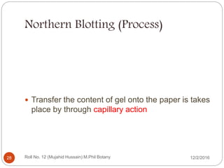 Northern Blotting (Process)
 Transfer the content of gel onto the paper is takes
place by through capillary action
Roll No. 12 (Mujahid Hussain) M.Phil Botany28 12/2/2016
 