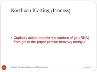 Northern Blotting (Process)
 Capillary action transfer the content of gel (RNA)
from gel to the paper (Amino benzoxy methyl)
Roll No. 12 (Mujahid Hussain) M.Phil Botany29 12/2/2016
 