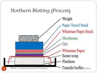 Northern Blotting (Process)
Roll No. 12 (Mujahid Hussain) M.Phil Botany30 12/2/2016
 