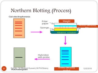 Northern Blotting (Process)
Amino Benzoxy
Me.
Weight
Amino benzoxy
methyl
Roll No. 12 (Mujahid Hussain) M.Phil Botany31 12/2/2016
 