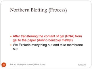 Northern Blotting (Process)
 After transferring the content of gel (RNA) from
gel to the paper (Amino benzoxy methyl)
 We Exclude everything out and take membrane
out
Roll No. 12 (Mujahid Hussain) M.Phil Botany32 12/2/2016
 