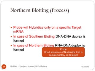 Northern Blotting (Process)
 Probe will Hybridize only on a specific Target
mRNA
 In case of Southern Bloting DNA-DNA duplex is
formed
 In case of Northern Bloting RNA-DNA duplex is
formed Probe
Short sequence of Nucleotide that is
complementary to its target
Roll No. 12 (Mujahid Hussain) M.Phil Botany34 12/2/2016
 