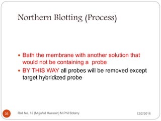 Northern Blotting (Process)
 Bath the membrane with another solution that
would not be containing a probe
 BY THIS WAY all probes will be removed except
target hybridized probe
Roll No. 12 (Mujahid Hussain) M.Phil Botany35 12/2/2016
 