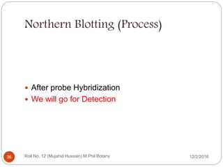 Northern Blotting (Process)
 After probe Hybridization
 We will go for Detection
Roll No. 12 (Mujahid Hussain) M.Phil Botany36 12/2/2016
 