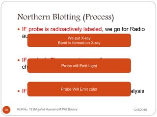 Northern Blotting (Process)
 IF probe is radioactively labeled, we go for Radio
autography
 IF probe is Fluorescent, we go for
chemiluminescence
 IF probe is Colori, we go for colorimetric analysis
We put X-ray
Band is formed on X-ray
Probe will Emit Light
Probe Will Emit color
Roll No. 12 (Mujahid Hussain) M.Phil Botany38 12/2/2016
 