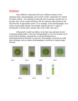 Isolation
Since different compounds will travel a different distance in the
stationary phase, chromatography can be used to isolate components of a mixture
for further analysis. The separated compounds each occupying a specific area on
the plate, they can be scraped off (along with the stationary phase particles) and
dissolved into an appropriate solvent. As an example, in the chromatography of an
extract of green plant material (for example spinach) shown in 7 stages of
development, Carotene elutes quickly and is only visible until step 2.
Chlorophyll A and B are halfway in the final step and lutein the first
compound staining yellow. Once the chromatography is over, the carotene can be
removed from the plate, extracted into a solvent and placed into a
spectrophotometer to determine its spectrum. The quantities extracted are small
and a technique such as column chromatography is preferred to separate larger
amounts.
 