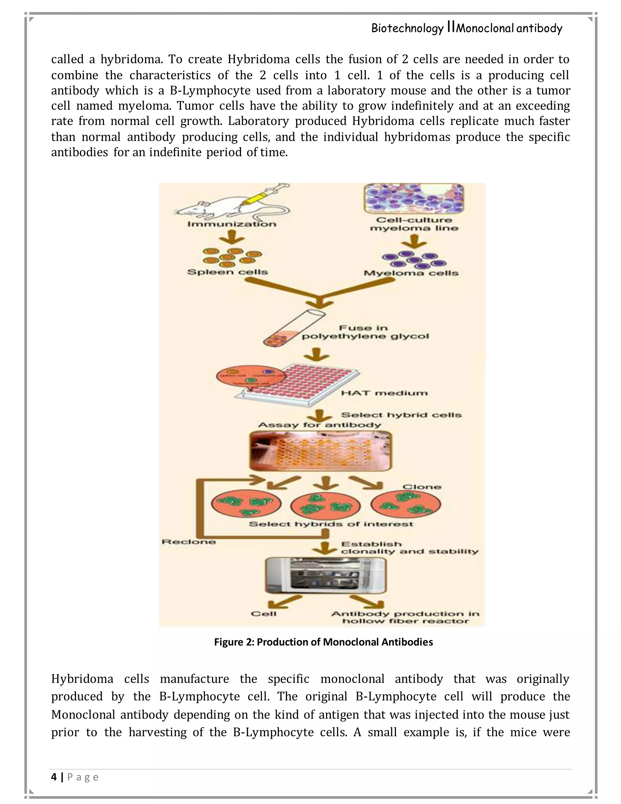 4 | P a g e
Biotechnology IIMonoclonal antibody
called a hybridoma. To create Hybridoma cells the fusion of 2 cells are needed in order to
combine the characteristics of the 2 cells into 1 cell. 1 of the cells is a producing cell
antibody which is a B-Lymphocyte used from a laboratory mouse and the other is a tumor
cell named myeloma. Tumor cells have the ability to grow indefinitely and at an exceeding
rate from normal cell growth. Laboratory produced Hybridoma cells replicate much faster
than normal antibody producing cells, and the individual hybridomas produce the specific
antibodies for an indefinite period of time.
Hybridoma cells manufacture the specific monoclonal antibody that was originally
produced by the B-Lymphocyte cell. The original B-Lymphocyte cell will produce the
Monoclonal antibody depending on the kind of antigen that was injected into the mouse just
prior to the harvesting of the B-Lymphocyte cells. A small example is, if the mice were
Figure 2: Production of Monoclonal Antibodies
 