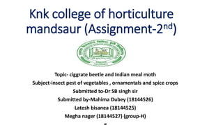 Knk college of horticulture
mandsaur (Assignment-2nd)
Topic- ciggrate beetle and Indian meal moth
Subject-insect pest of vegetables , ornamentals and spice crops
Submitted to-Dr SB singh sir
Submitted by-Mahima Dubey (18144526)
Latesh bisanea (18144525)
Megha nager (18144527) (group-H)
 