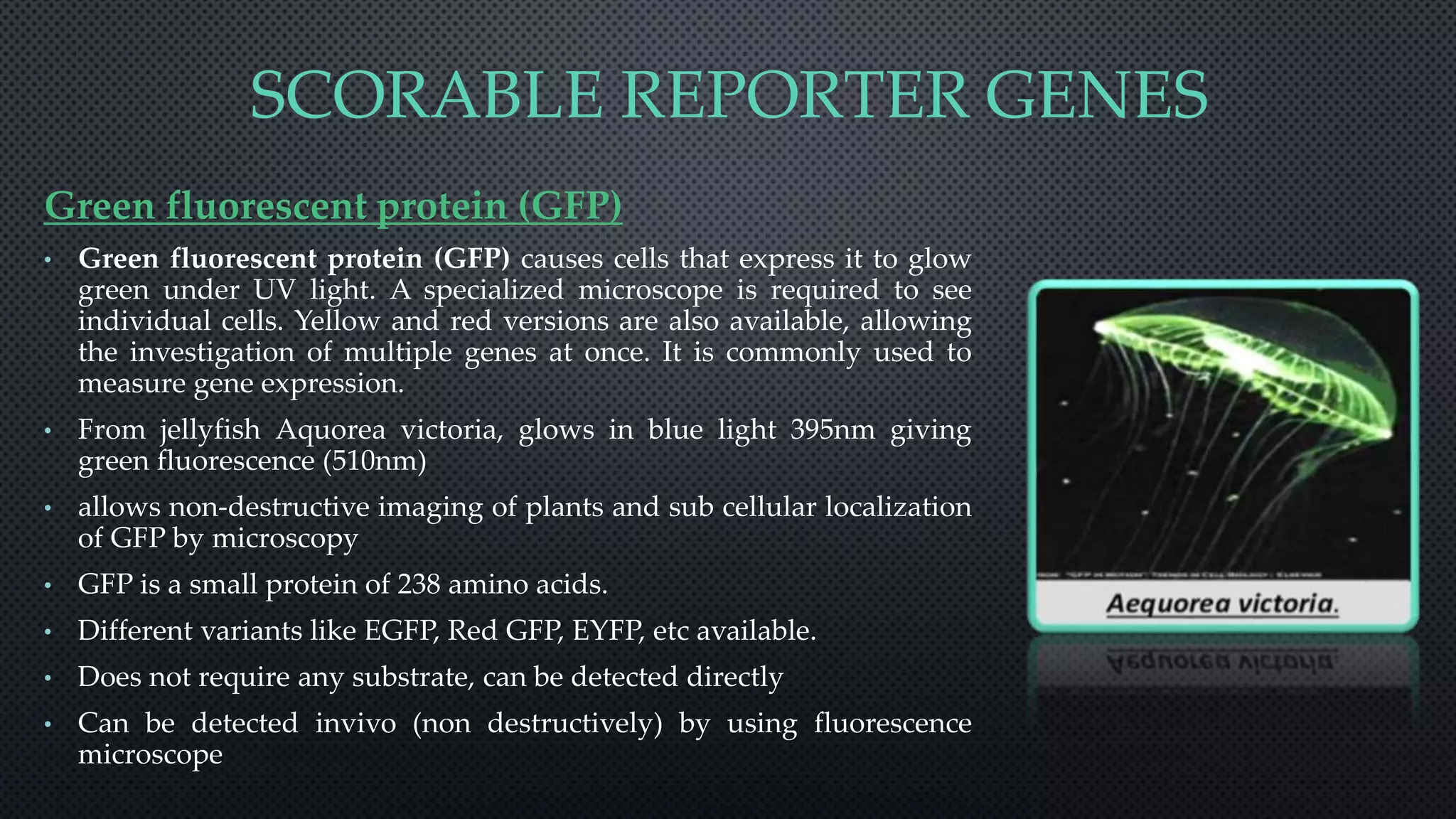 reporter gene assays by Tahura Mariyam | PPTX