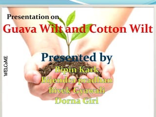 WELCoME
Presentation on
Guava Wilt and Cotton Wilt
 