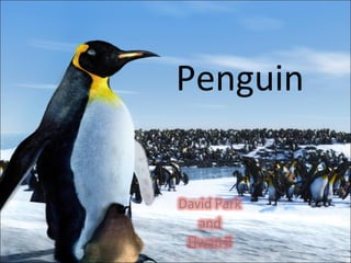 Penguin 