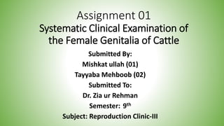 Assignment 01
Systematic Clinical Examination of
the Female Genitalia of Cattle
Submitted By:
Mishkat ullah (01)
Tayyaba Mehboob (02)
Submitted To:
Dr. Zia ur Rehman
Semester: 9th
Subject: Reproduction Clinic-III
 