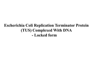 Escherichia Coli Replication Terminator Protein                                                                                                              (TUS) Complexed With DNA                             - Locked form  