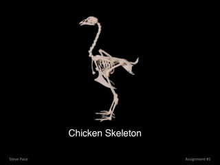 Steve Pace   Assignment #1
 