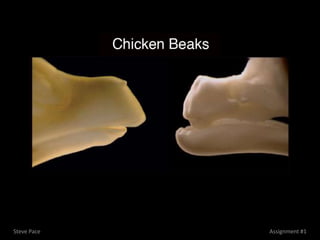 Steve Pace   Assignment #1
 