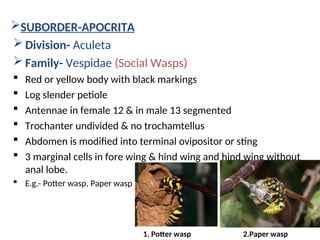 ORDER:HYMENOPTERA IN ENTOMOLOGY SCIENCE. | PPT