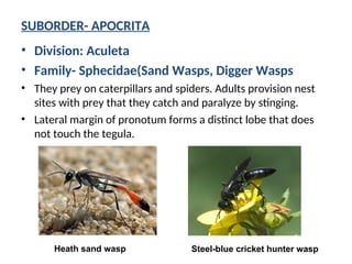 ORDER:HYMENOPTERA IN ENTOMOLOGY SCIENCE. | PPT