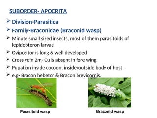 ORDER:HYMENOPTERA IN ENTOMOLOGY SCIENCE. | PPT